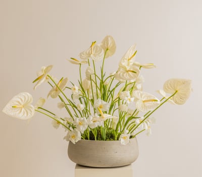 collection-img