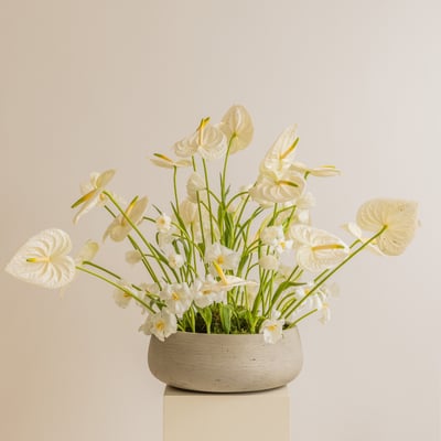 collection-img