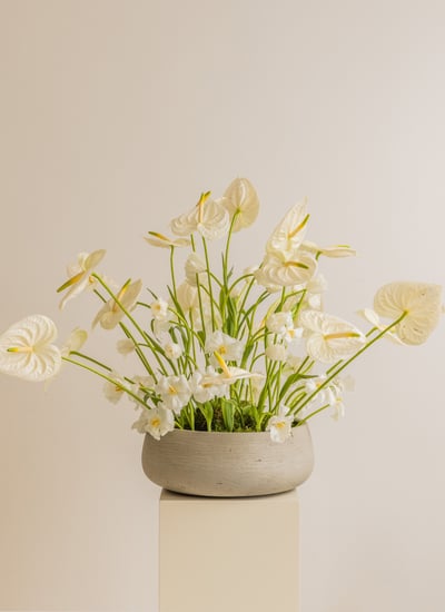 collection-img